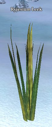 Ryjesium Leek (visible)
