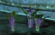 ATwistedPiperaceaPlant