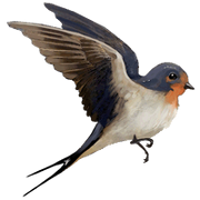 Compagnon-hirondelle