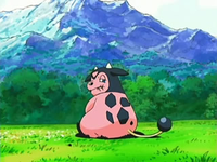 EP531 Miltank pastando