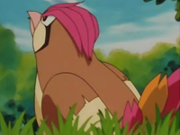 EP003 Pidgeotto mirando al cielo