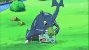 EP650 Heracross intentando sorber la savia de bullbasaur