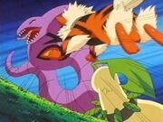 EP230 Arcanine y Bayleef atacando a Arbok