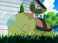 EP535 Turtwig dormido