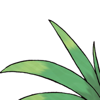 Exeggutor Wikidex Fandom