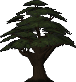 Yew