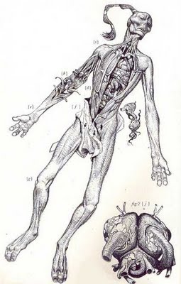 383px-Tau Koerper