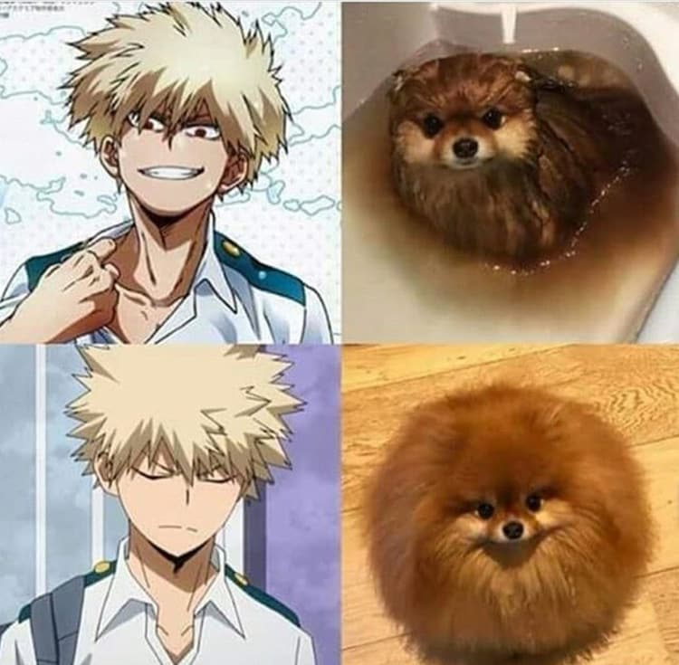 angry: View Angry Pomeranian Mha Memes Gif