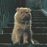 Crookshanks