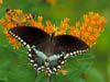 Butterfly-5-Beautiful-Free-Pictures