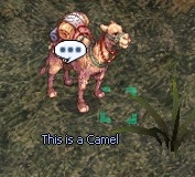 Camel-NPCcropped