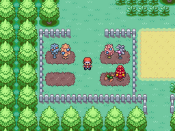 BerryPlant