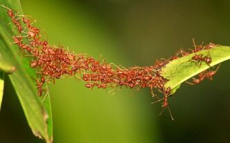 Animal teamwork