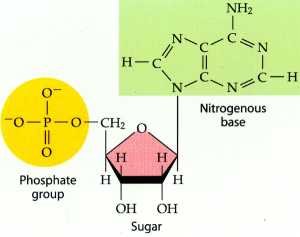 rna nucleotides