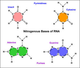 Bases-in-rna