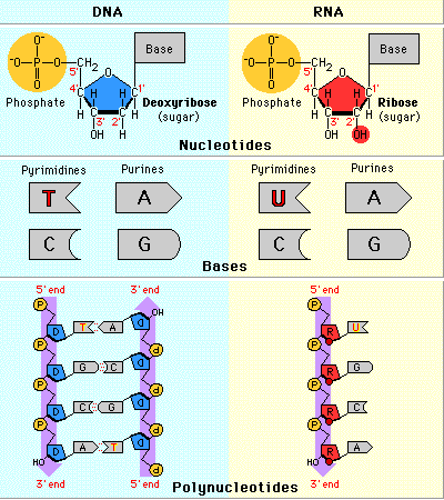 Dna rna nucleotides homework help Dna rna nucleotides homework help