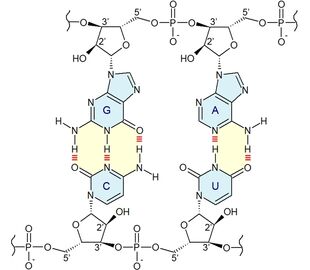 Base pairing