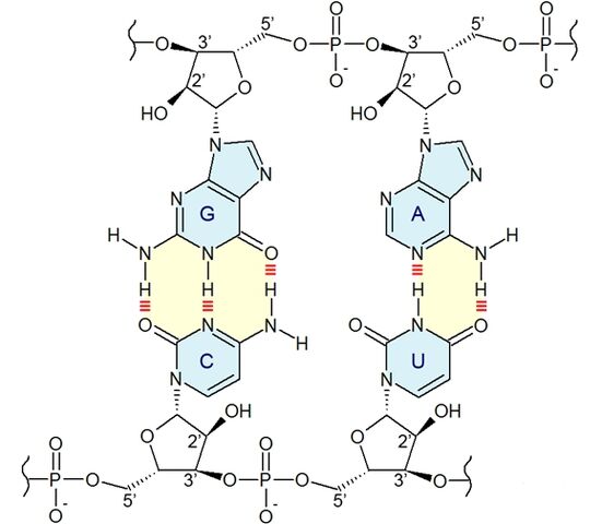 File:Base pairing.jpg