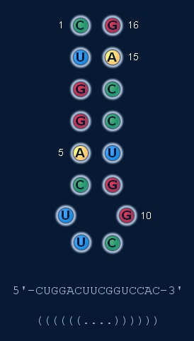 Dotbracket