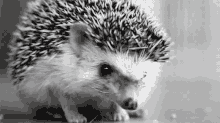 Tumblr n3ihd7MGCX1qfr58io1 500