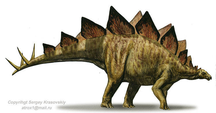 Stegosaurus Everything Dinosaurs Wiki FANDOM powered