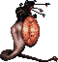 MedusaA CSOTN