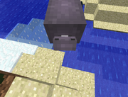 Hippo