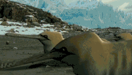 Gannetwhale appaernce