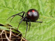 Spiders