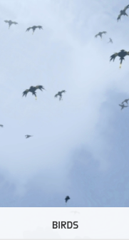 Birds