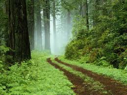 Forest road
