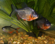Red pacu