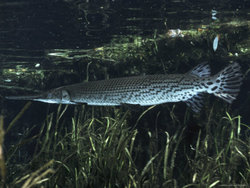 Gator