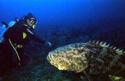 080821-giant-grouper-02.hmedium