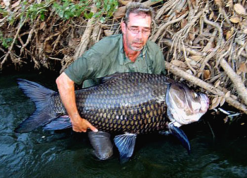 Карп 18. Giant Siamese Carp фото. Giant Carp in Vietnam.