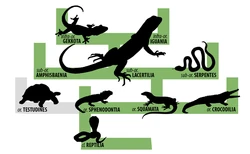 Reptiles | Exotic Pets Wiki | FANDOM powered by Wikia