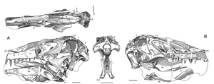 Irritator - 1(Skull fossil sketches)