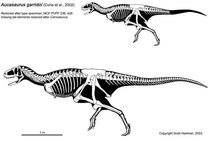 Aucasaurus - 1(Skeletal(Scott Hartman))