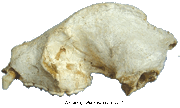 Ailuropoda microta skull