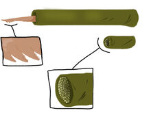 Ungade Mouth Diagram