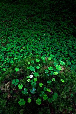 Clover field