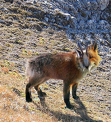 220px-Dahu-1-