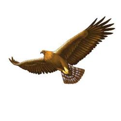 Endorian(Great)Eagles