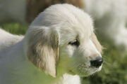 Ub00001h8-golden-retriever