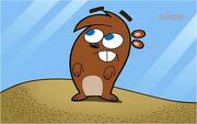 Hamester Timmy