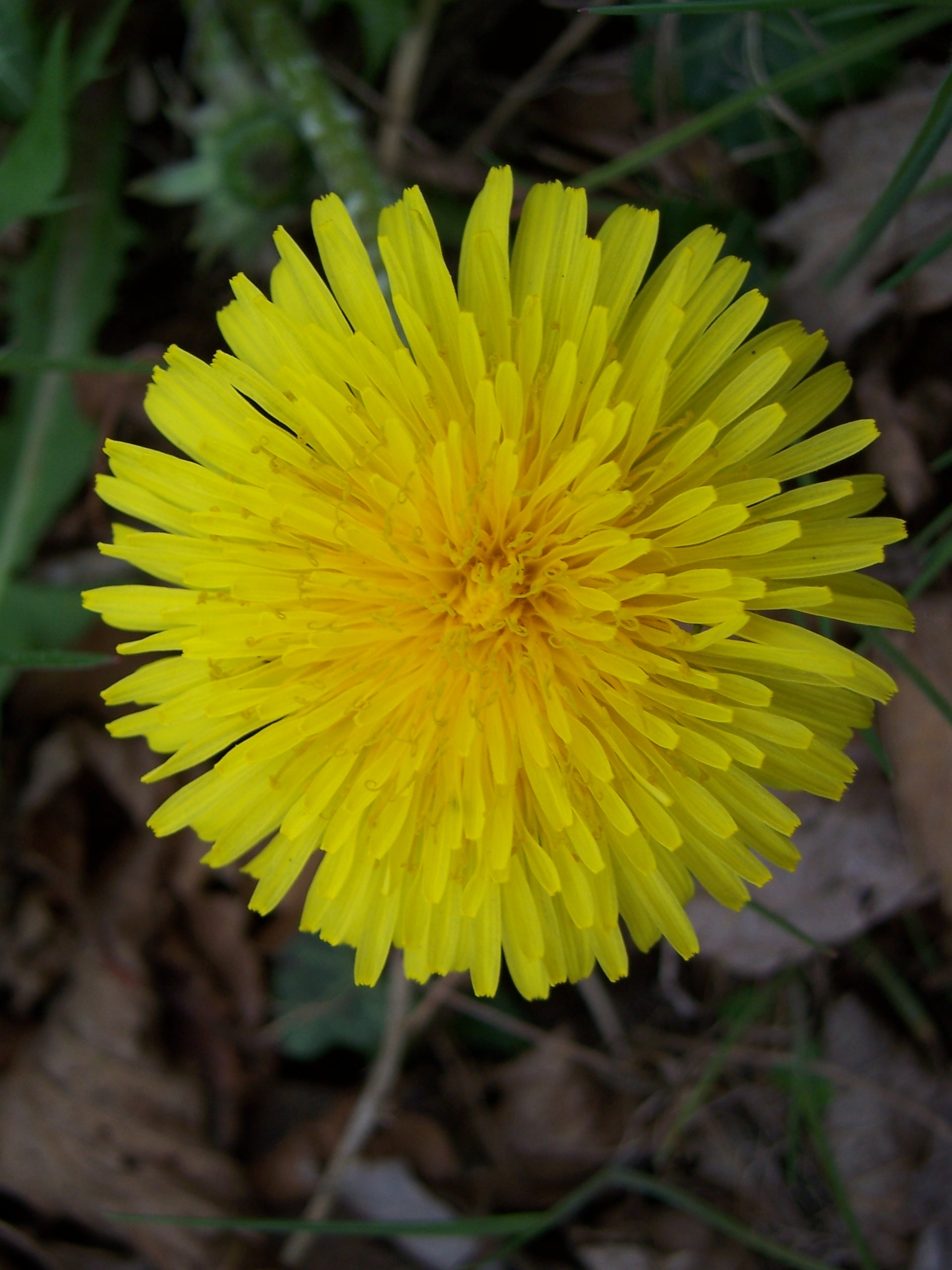 Fleurs De Pissenlit Up Fleur De Pissenlit Wiki Fanon Fandom