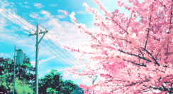 Yoshino cherry trees