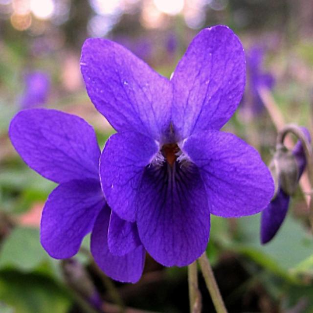 Fleur De Violette Wiki Fairy Tail Fanon Fandom