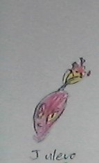 Julevo