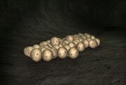 Tunnel Crawler eggs
